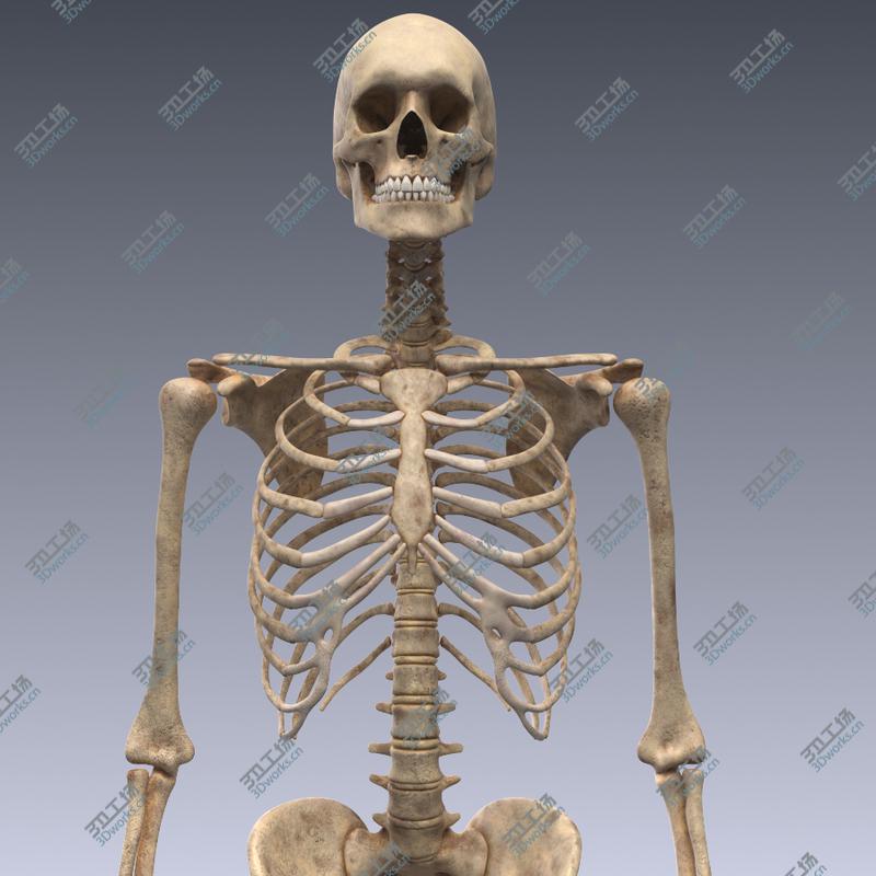 images/goods_img/2021040164/Human skeleton rigged. Animated readlistic vray scene and materials of human skeleton/1.jpg